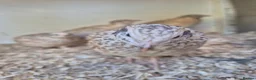 Quail poultry for sale: POL Italian Quail - Advert 1