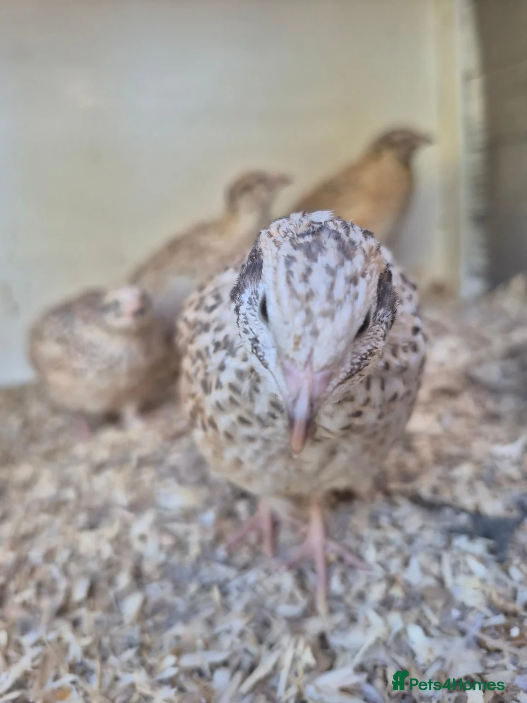Quail poultry for sale: POL Italian Quail - Advert 1