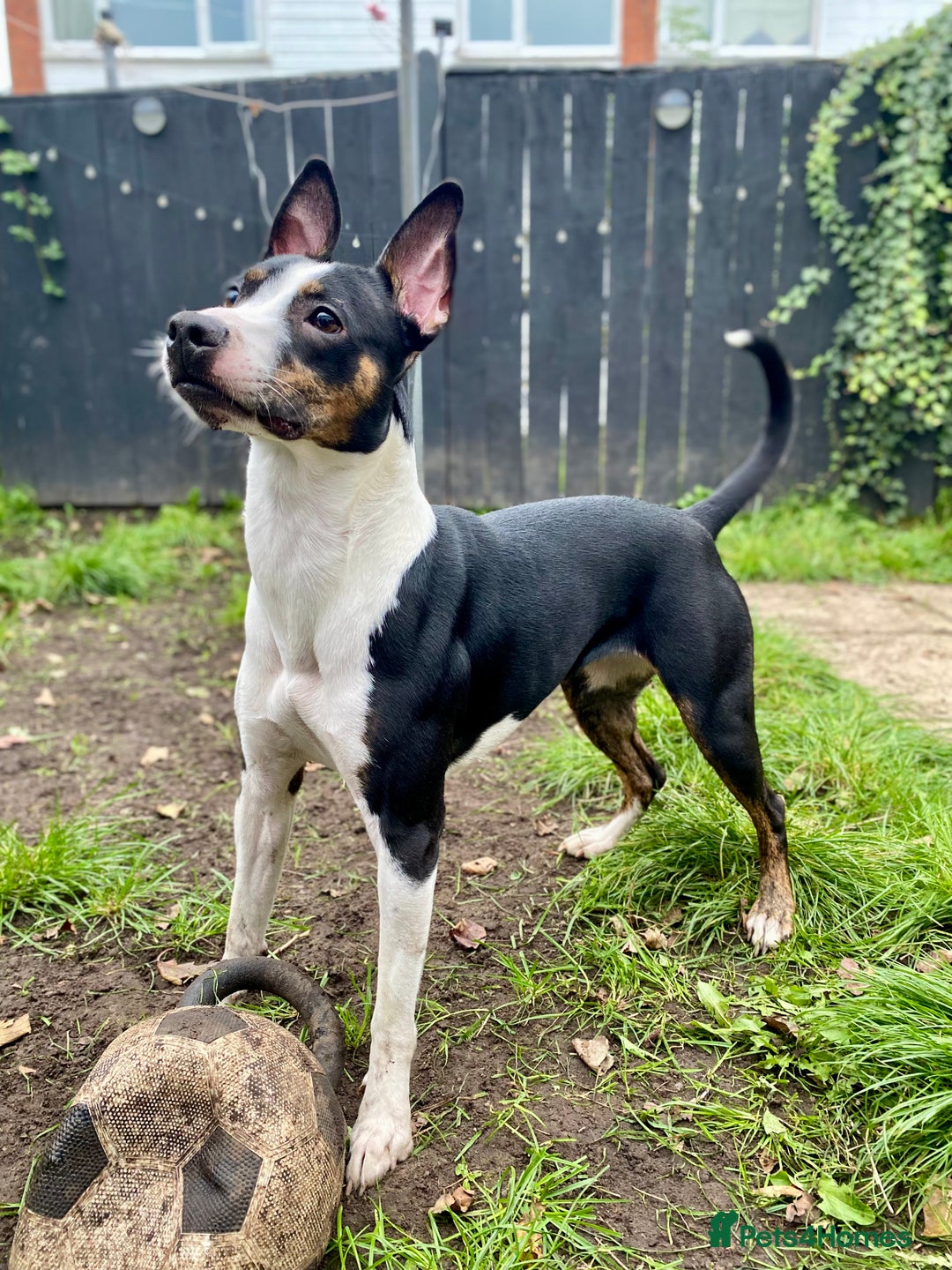 Staffordshire Bull Terrier dogs for stud: Quality STUD carries blue, red and tri gene  - Advert 24