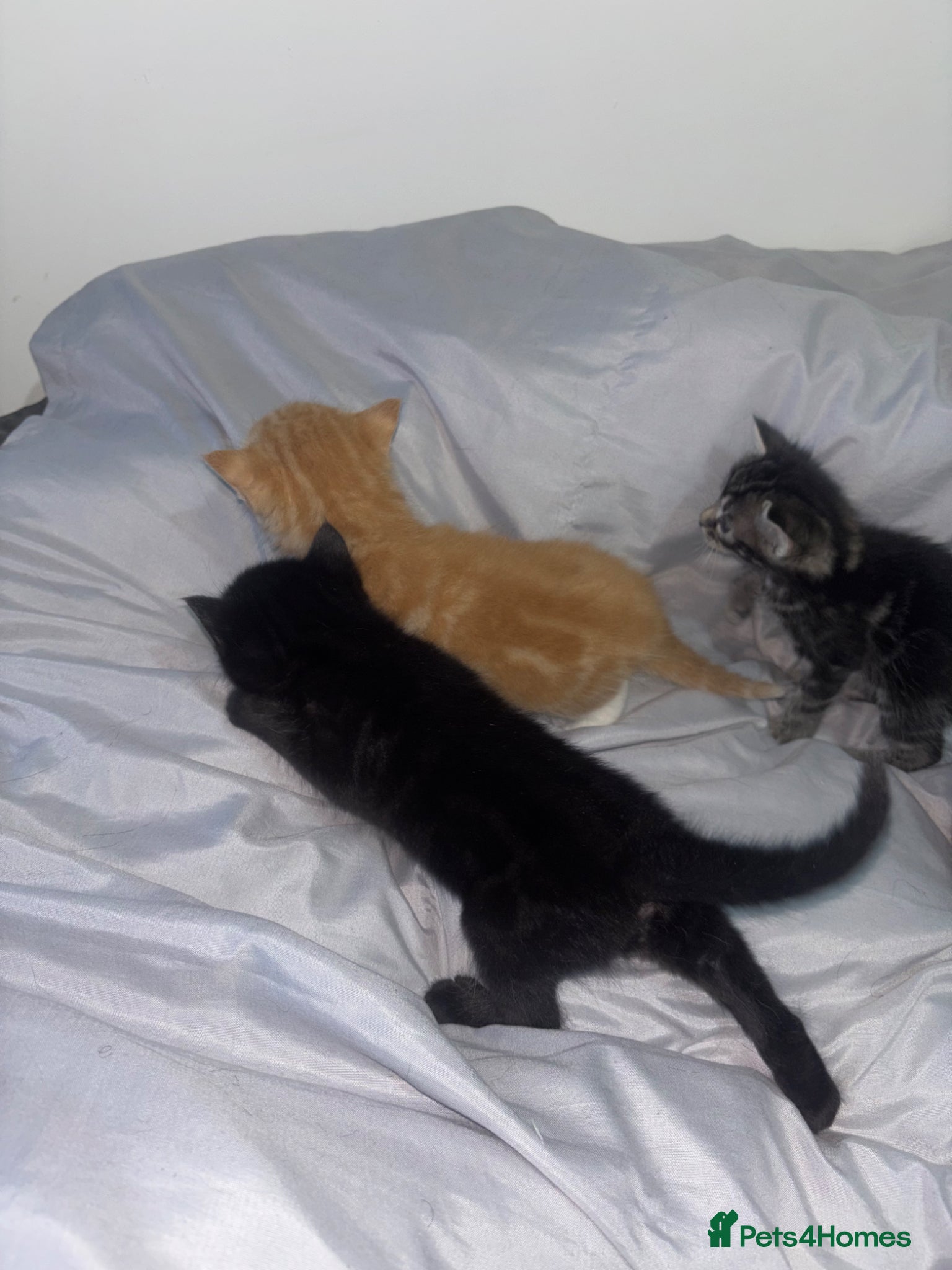 Mixed Breed cats for sale: 5 Beautiful Tabby Mixed Kittens  - Advert 5
