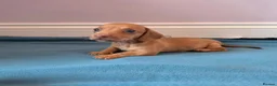 Miniature Dachshund dogs for sale: Miniature dachshund champion bloodline pedigree - Advert 11