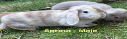 Mini Lop rabbits for sale: Mini Lop Baby Boys - Ready to leave now.  - Advert 5