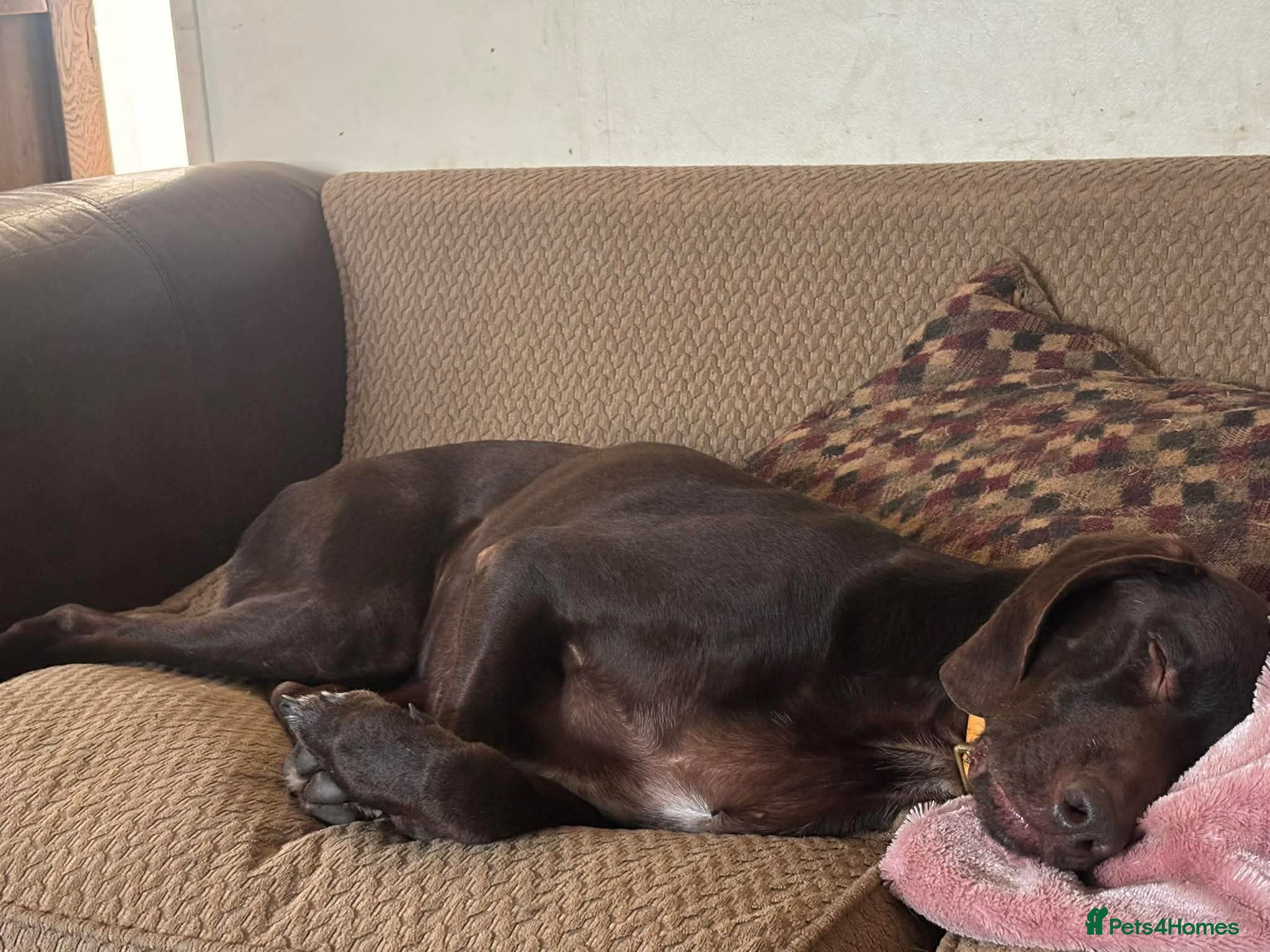 ️ meet wilson — Mixed Breed