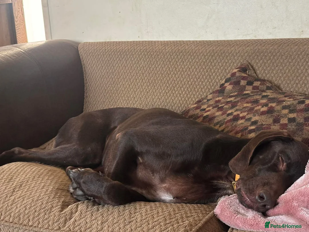 Mixed Breed dogs for adoption: 🐾❤️ MEET WILSON – YOUR BEST FRIEND IS WAITING ❤️ in Bideford - Advert 21