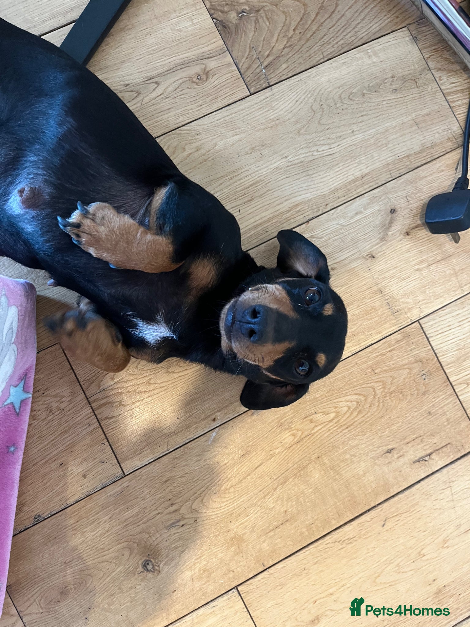 Dachshund dogs Dauchund puppy’s, 1 girl 2 boys left - Advert 13