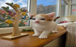 Mixed Breed cats for sale: Adorable Kittens Ready for Their Forever Homes!  - Image 11