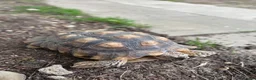 Tortoise reptiles for sale: Sulcata tortoise - Advert 2