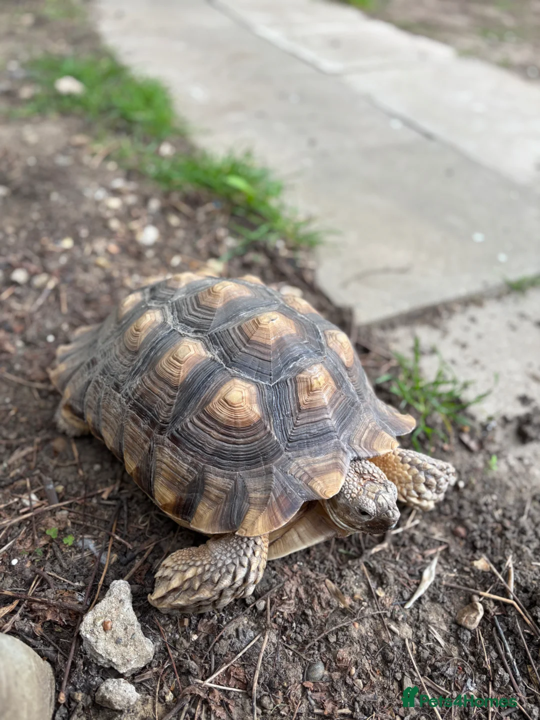 Tortoise reptiles for sale: Sulcata tortoise - Advert 2