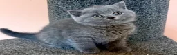 British Shorthair cats for sale: Stunning BSH kittens for sale!! - Advert 5