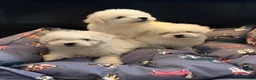 Bichon Frise dogs for sale: Bishon Frise Puppes  - Advert 7