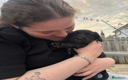Cocker Spaniel dogs for sale: Merle Cocker Spaniel puppies 💖✨ - Image 8