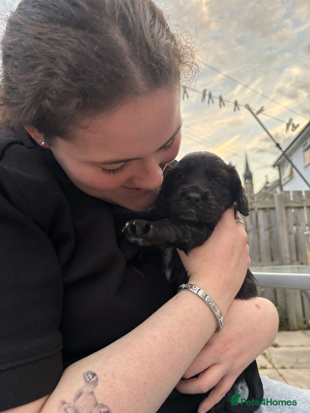 Cocker Spaniel dogs for sale: Merle Cocker Spaniel puppies 💖✨ - Image 8