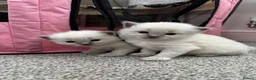 Ragdoll cats for sale: Pure blue point ragdolls  - Advert 16