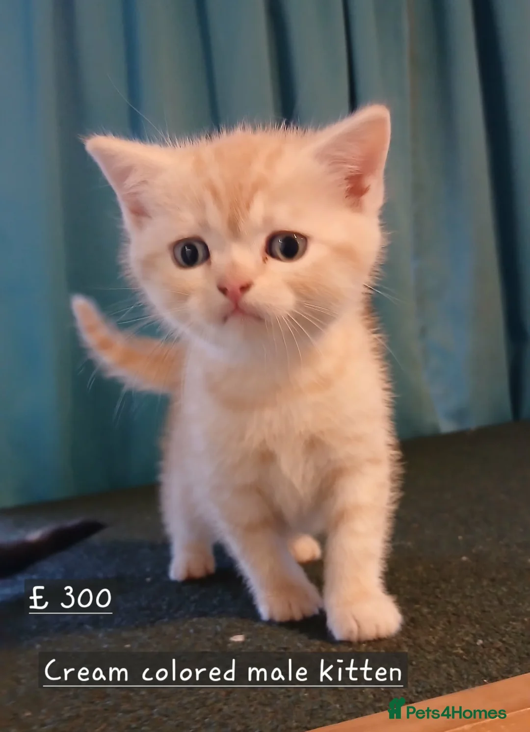 Mixed Breed cats for sale: Kittens is ready for new homes . - Advert 5