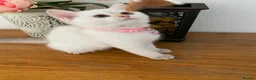 British Shorthair cats for sale: British shorthair kittens  - Advert 4