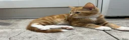Mixed Breed cats for sale: Beautiful Friendly Kittens Ready for Loving Homes - Advert 16