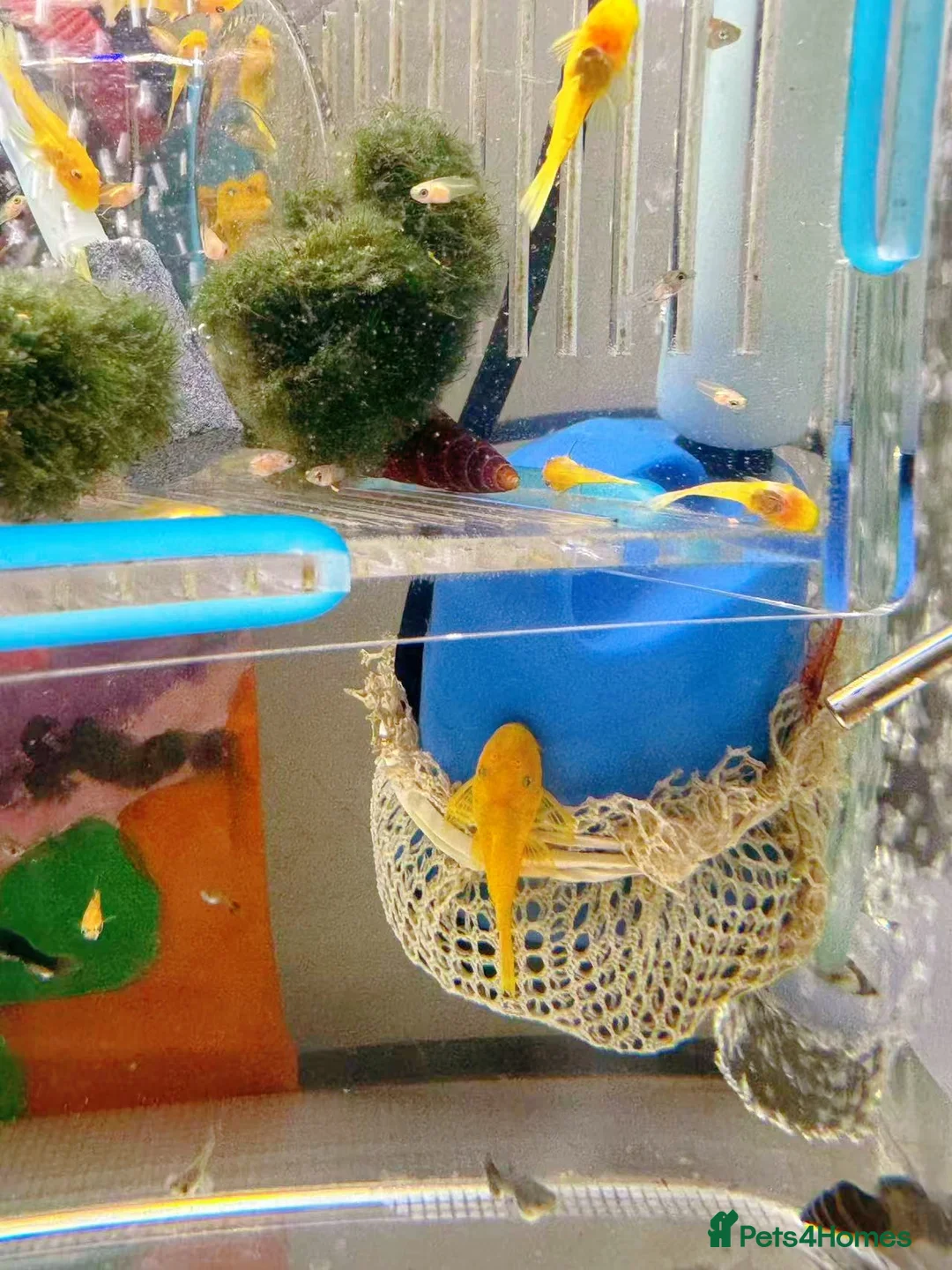 Plecos fish for sale: Bristlenose Pleco Golden&Snowflake – Various Sizes - Advert 3