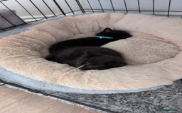 Mixed Breed cats for sale: 2 kittens  - Image 2