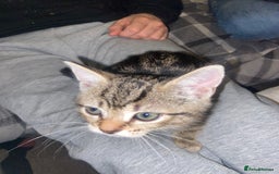 Mixed Breed cats for sale: Beautiful 2 angles lovely attitude   - Advert 7