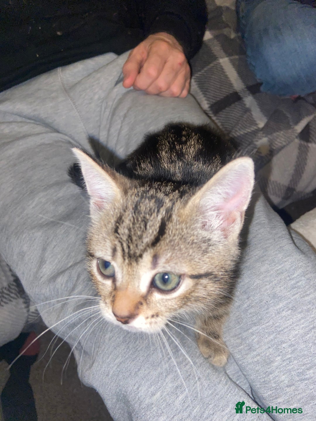 Mixed Breed cats for sale: Beautiful 2 angles lovely attitude   - Advert 7