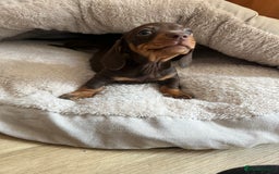 Miniature Dachshund dogs for sale: Miniature dachshunds READY for forever home 🐶🤎 - Image 35