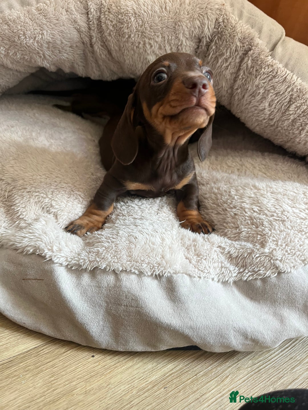Miniature Dachshund dogs for sale: Miniature dachshunds READY for forever home 🐶🤎 - Image 35