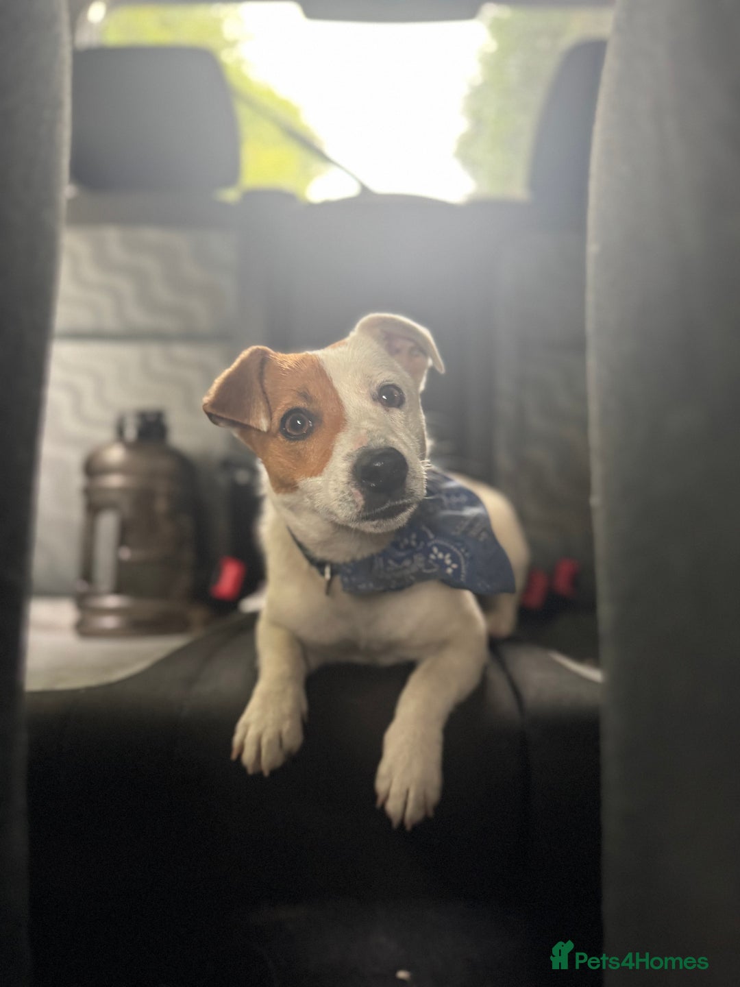 Jack Russell dogs for sale: Gorgeous Jack Russell Puppies For Sale  - Advert 13