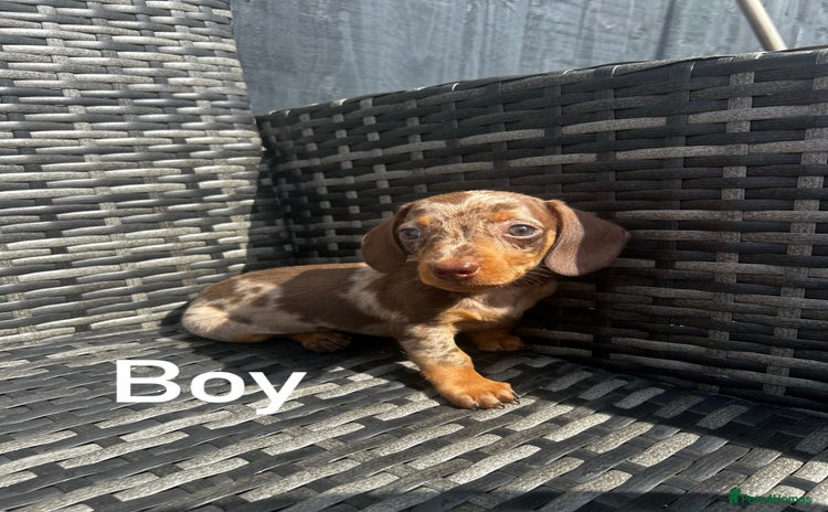 Miniature Dachshund dogs - Advert 4