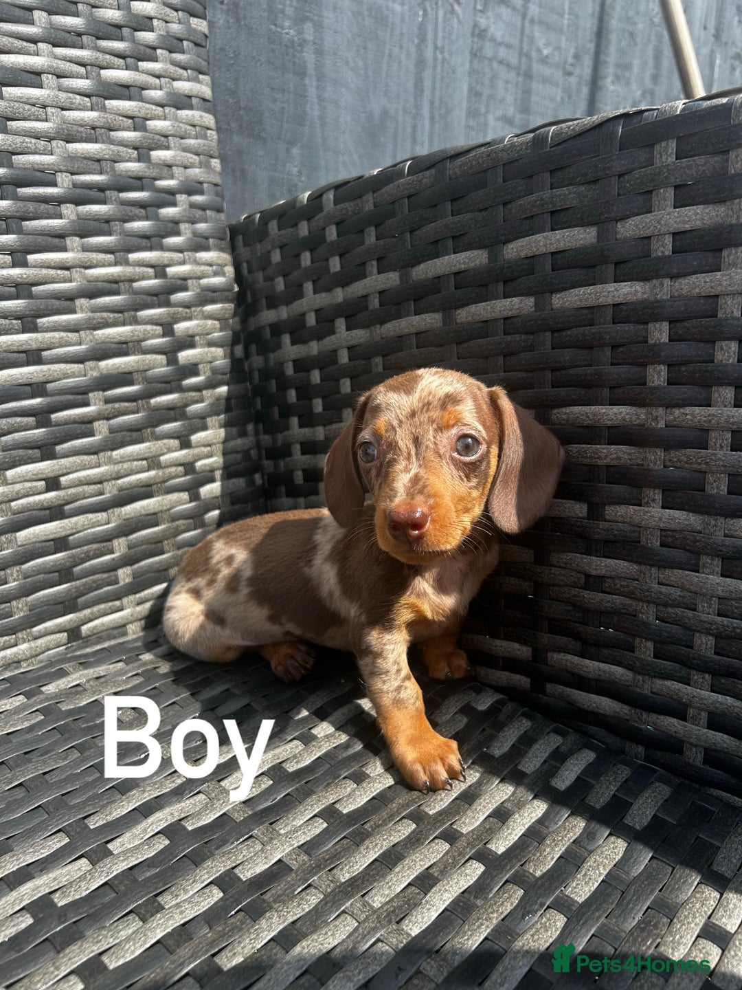 Miniature Dachshund dogs for sale: Miniature dachshund reddy for new homes - Image 1