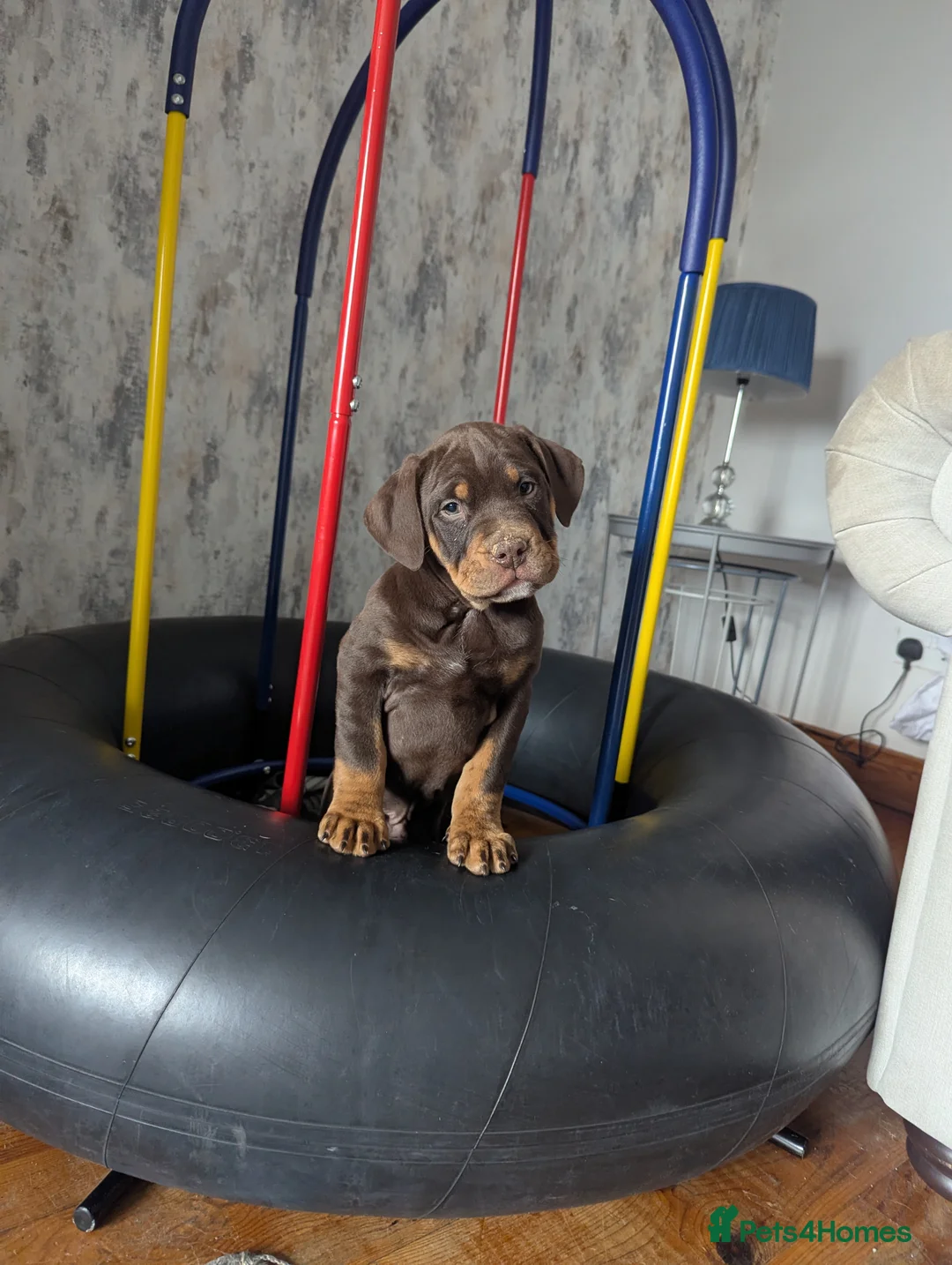 Mixed Breed dogs for sale: Bulldog Doberman cross - Advert 1