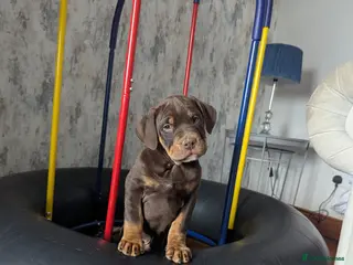 Mixed Breed dogs Bulldog Doberman cross - Advert 2