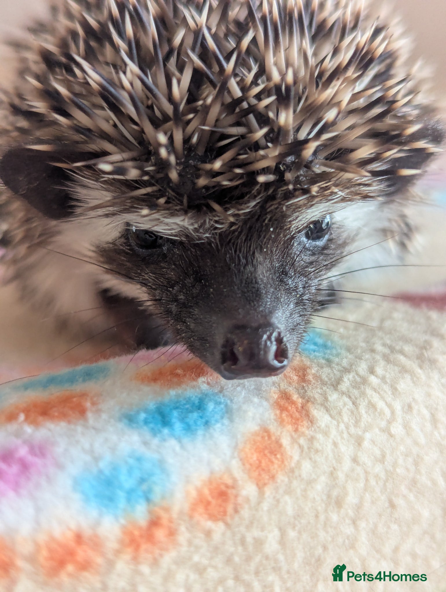 Pygmy Hedgehog rodents for sale: 2 Gorgeous Hoglets Ready Next Week  - Advert 15
