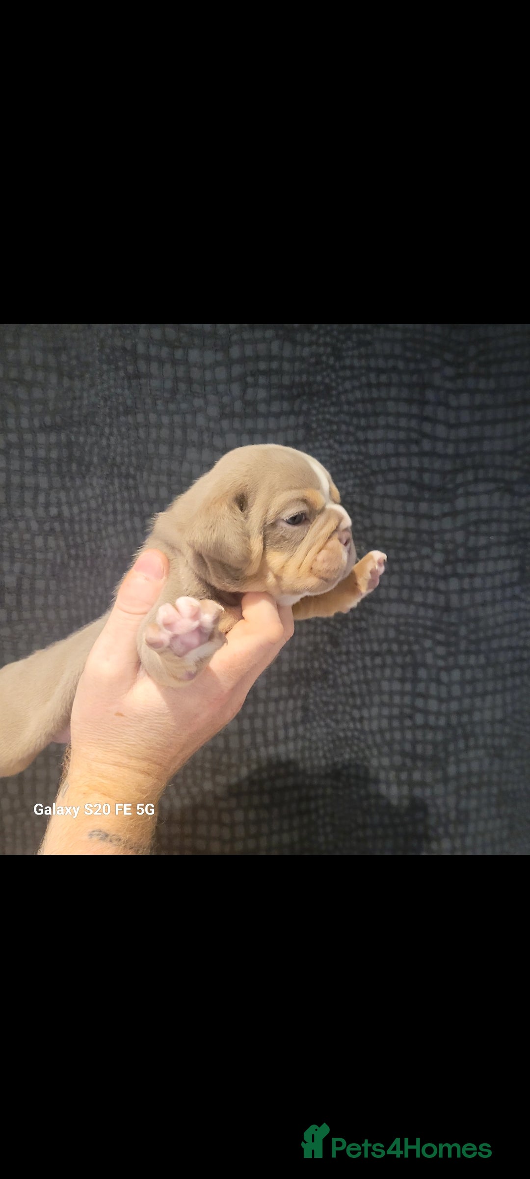 Olde English Bulldogge dogs for sale: Old English Bulldog Puppies - Image 27
