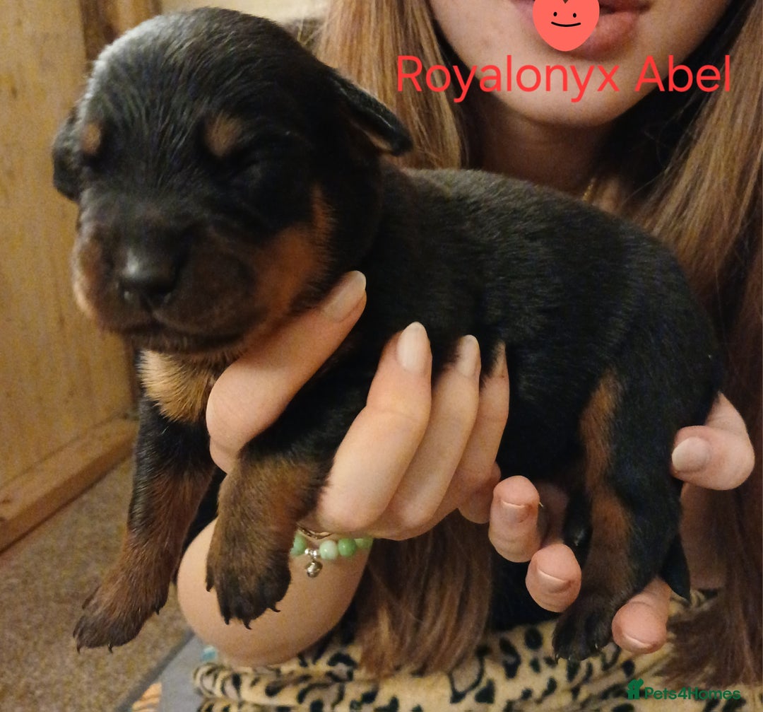 Rottweiler dogs for sale: KC chunky rottweiler puppies - Advert 36