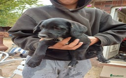 Jack Russell dogs for sale: Adorable Markiejack puppies - Image 16