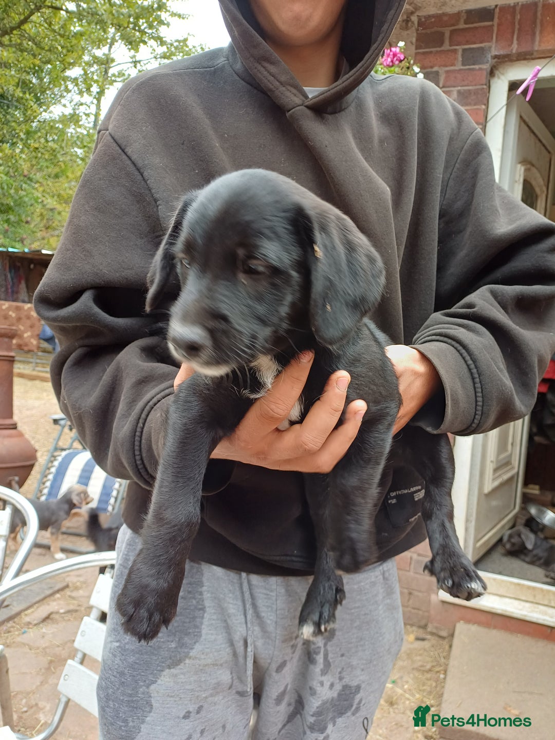 Jack Russell dogs for sale: Adorable Markiejack puppies - Image 16