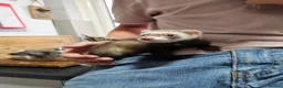 Ferret rodents for sale: Ferrets for sale - Advert 2