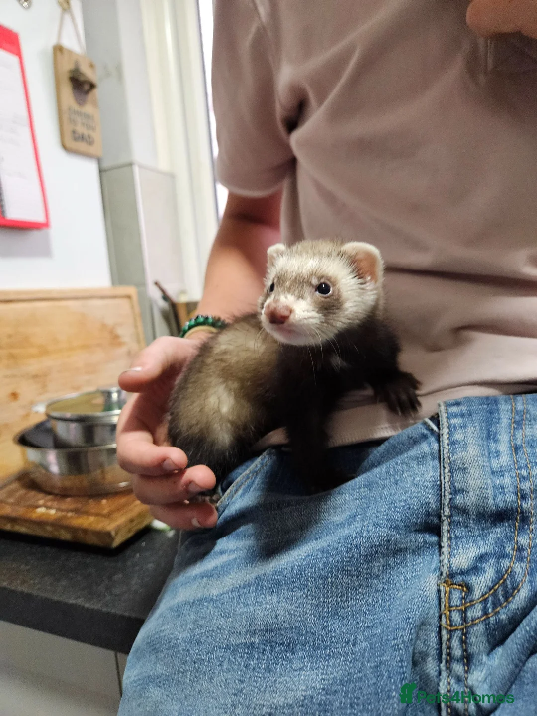 Ferret rodents for sale: Ferrets for sale - Advert 2