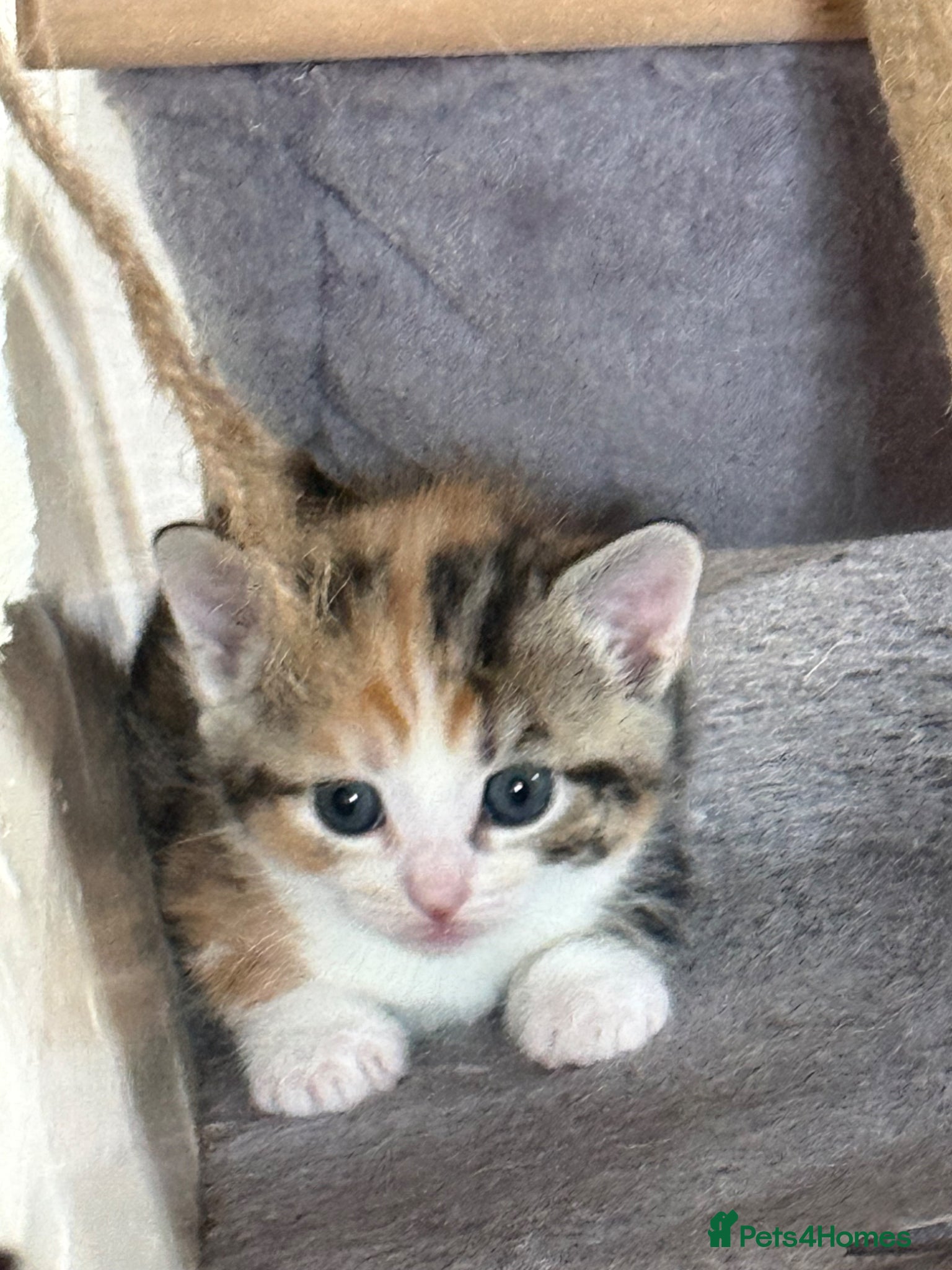 Mixed Breed cats 3 little adorable kittens - Advert 10