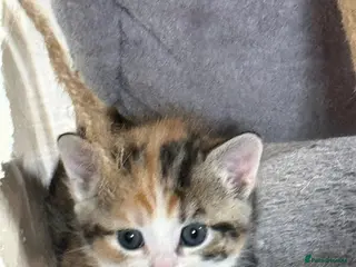 Mixed Breed cats 3 little adorable kittens - Advert 4