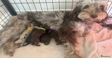 Cockapoo dogs Cockapoo puppies - Advert 2