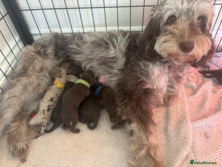 Cockapoo dogs - Advert 1