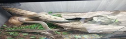 Python Snake reptiles for sale: Liasis Mackloti (Macklots Python)  in Chatham - Advert 6