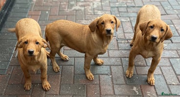 Labrador Retriever dogs - Advert 8