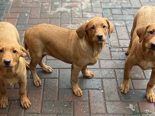 Labrador Retriever dogs - Advert 6