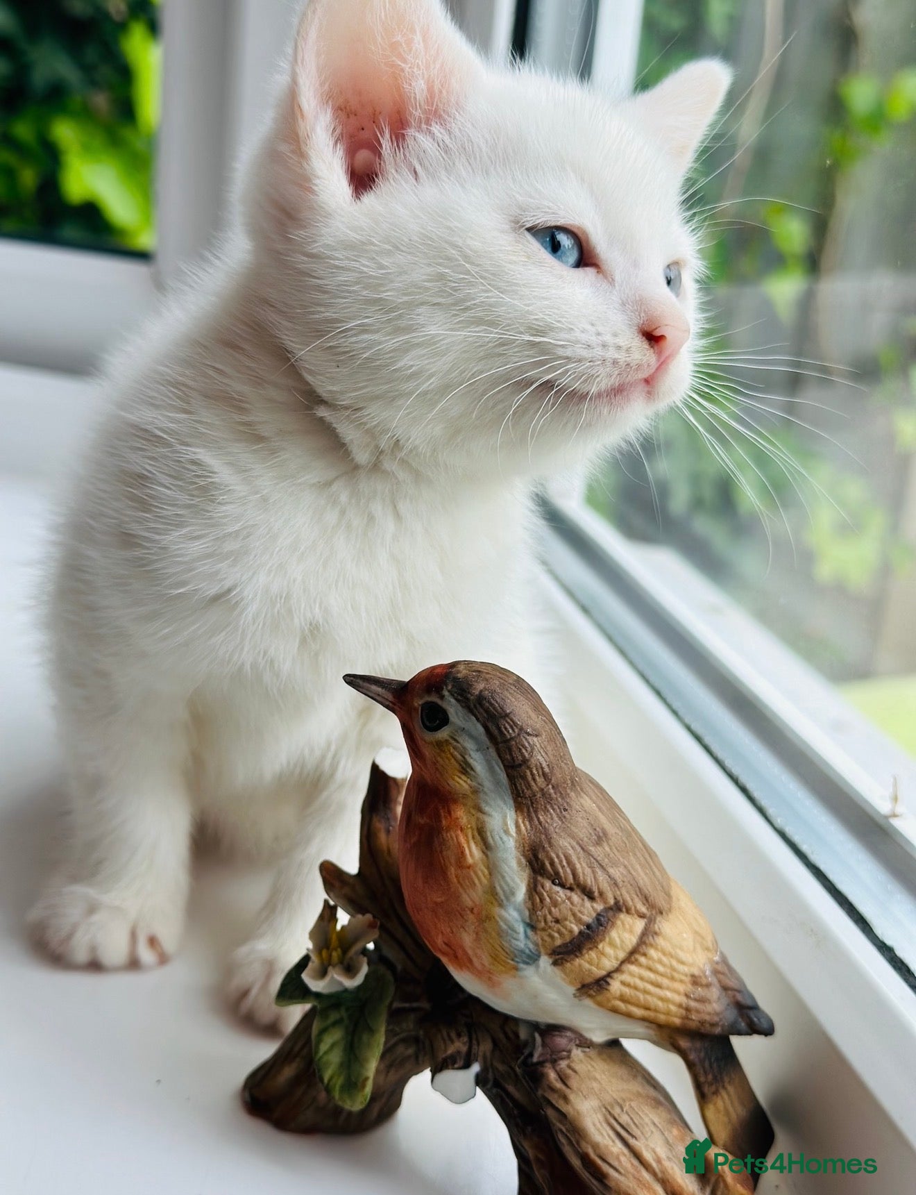 Turkish Angora cats Pure White With Turquoise Eyes - Advert 1