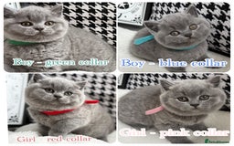 British Shorthair cats for sale: Adorable British Shorthair - Image 2