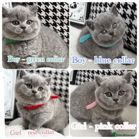 British Shorthair cats - Advert 16