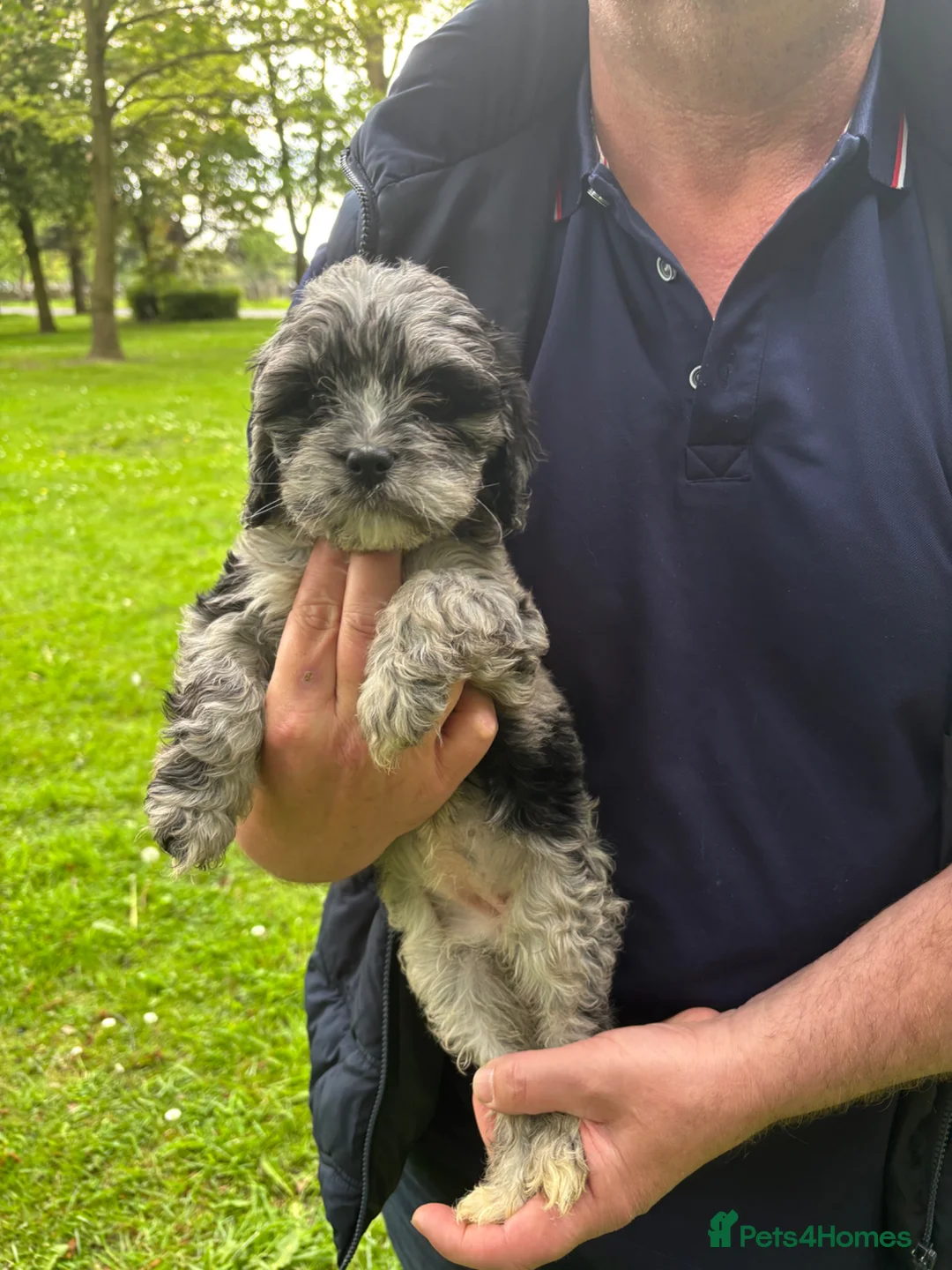 Cavapoo dogs for sale: Ready Now, F2 Teddy Bear Cavapoos Rare Blue Merle  - Advert 1