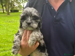 Cavapoo dogs Ready now, Cavapoo Rare Blue Merle - Advert 14